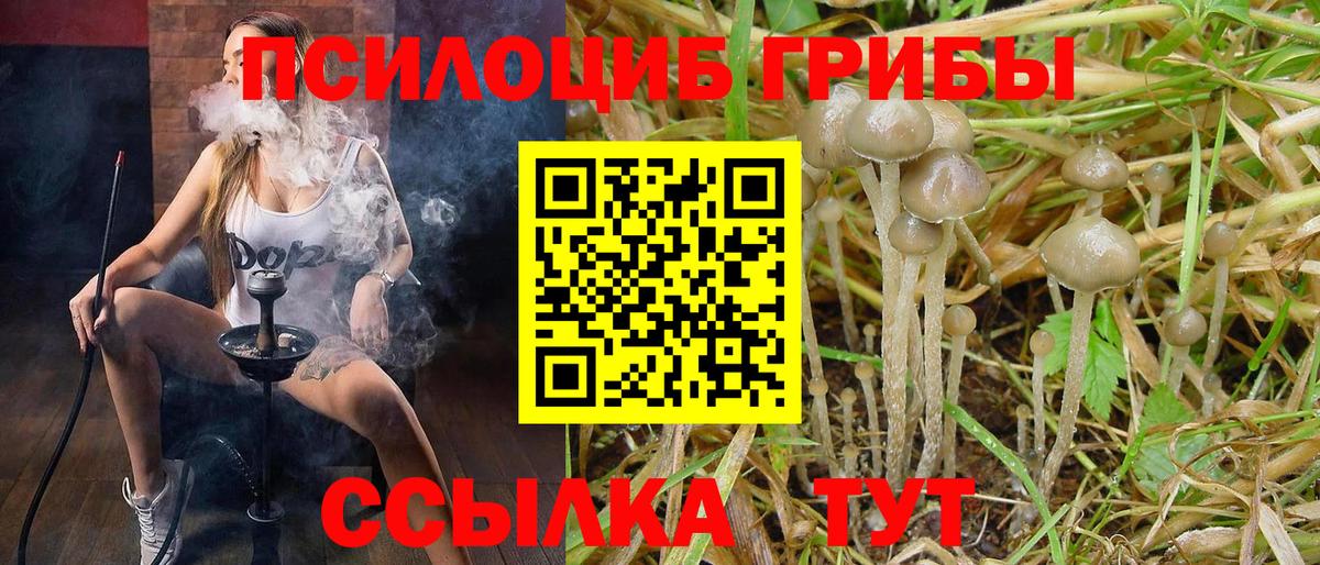 Псилоцибиновые грибы мицелий Елабуга